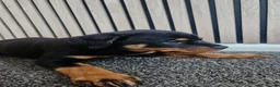 Rottweiler dogs for sale: Exceptional Rottweiler Pups- ONE GIRL LEFT. - Advert 8