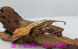 Gecko reptiles for sale: Adult Crested Geckos - Image 3