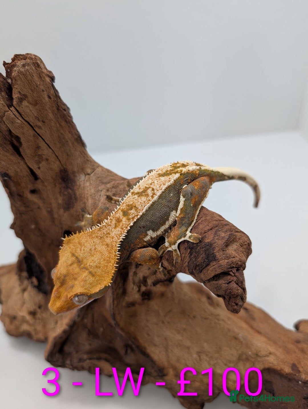 Gecko reptiles for sale: Adult Crested Geckos - Image 3
