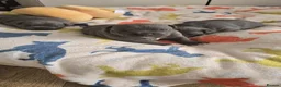 Staffordshire Bull Terrier dogs for sale: Stafordshire bull terrier  - Advert 6