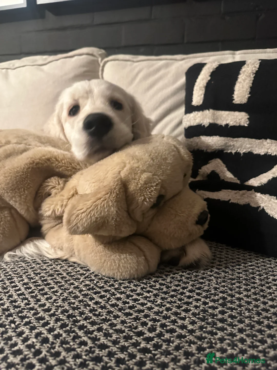 Golden Retriever dogs for sale: 8 month old golden retriever for rehome - Advert 6