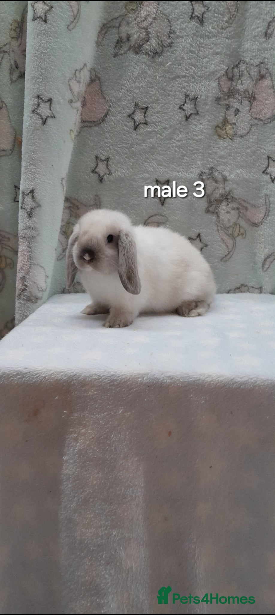 Mini Lop rabbits Gorgeous purebred mini lops  - Advert 1