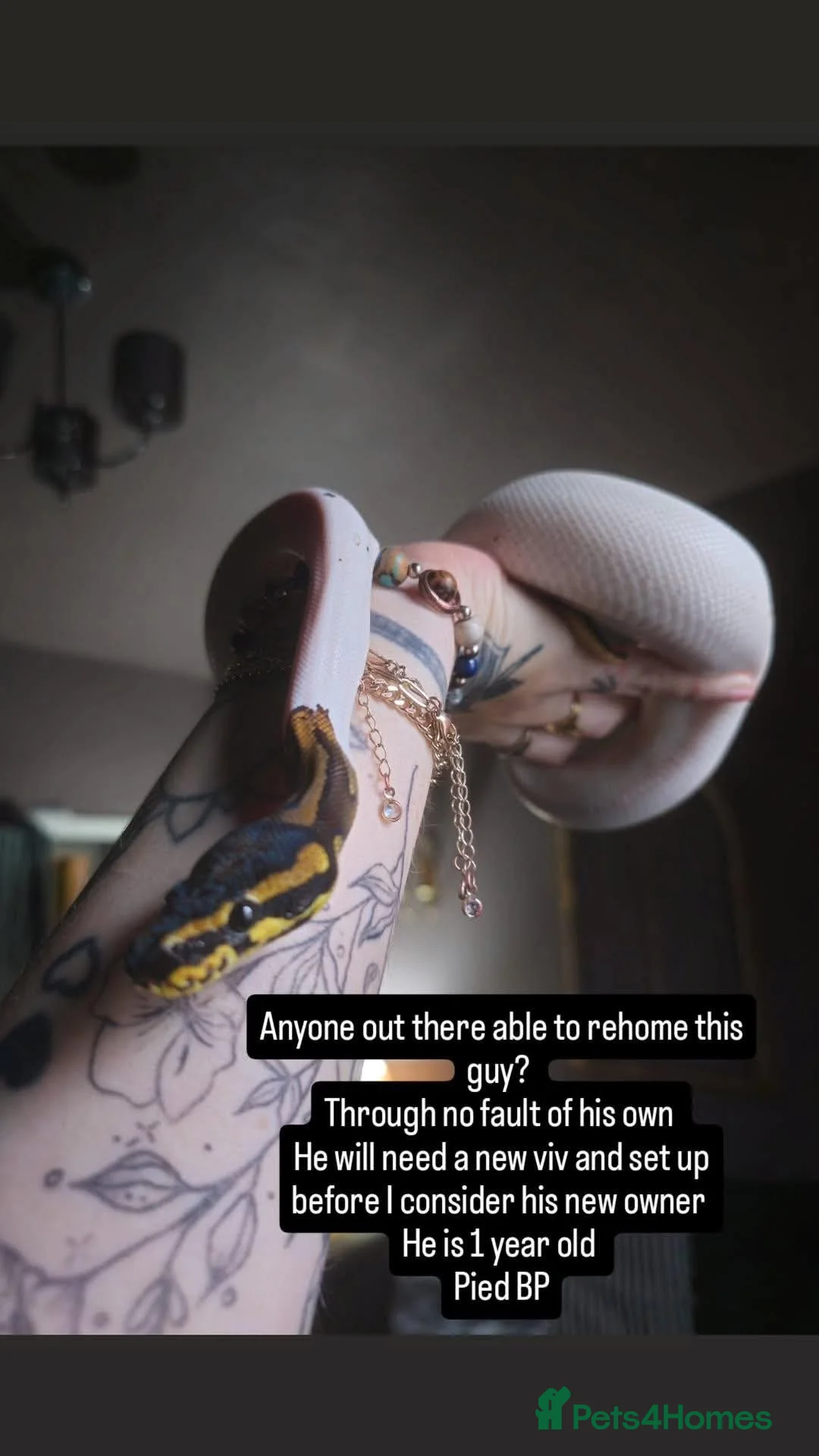 Snake reptiles for sale: Male Ball python  - Advert 5