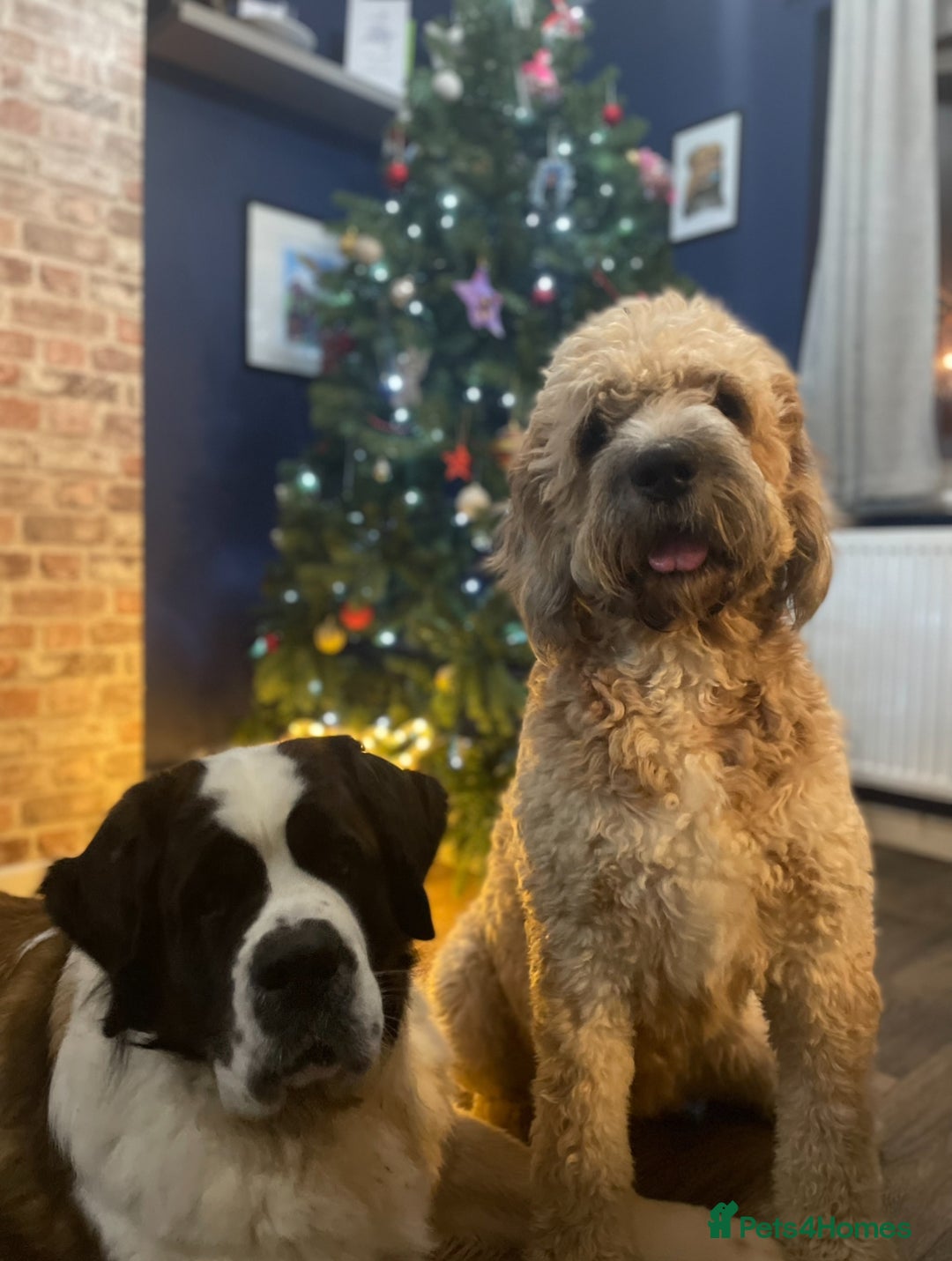 Mixed Breed dogs for sale: St berdoodle x Labrador puppies for forever homes  - Image 7