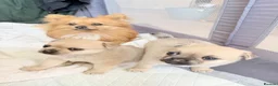 Mixed Breed dogs for sale: Pug x Pomeranian Puppies 🐕 - Advert 4