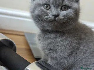 British Shorthair cats Only 1 girl - extremely friendly - 750£ - Advert 1