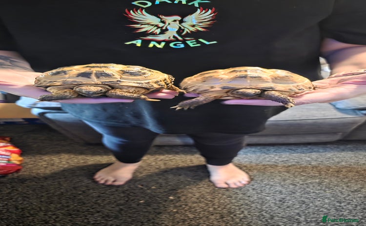 Tortoise reptiles Horsefield tortoises  - Advert 10