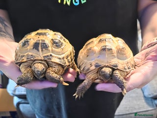 Tortoise reptiles Horsefield tortoises - Advert 8