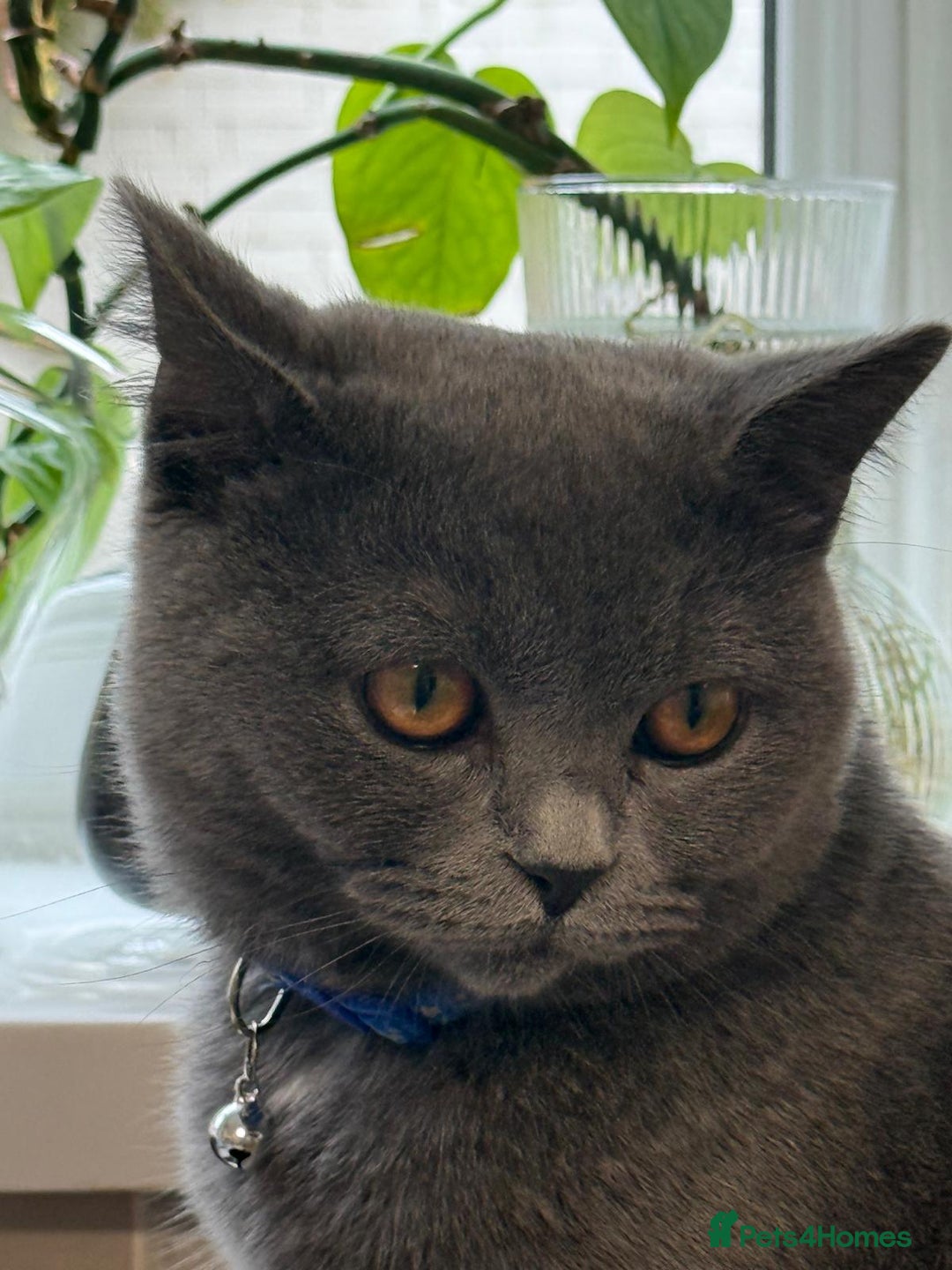 British Shorthair cats for sale: Beautiful British shorthair blue cat  - Advert 7