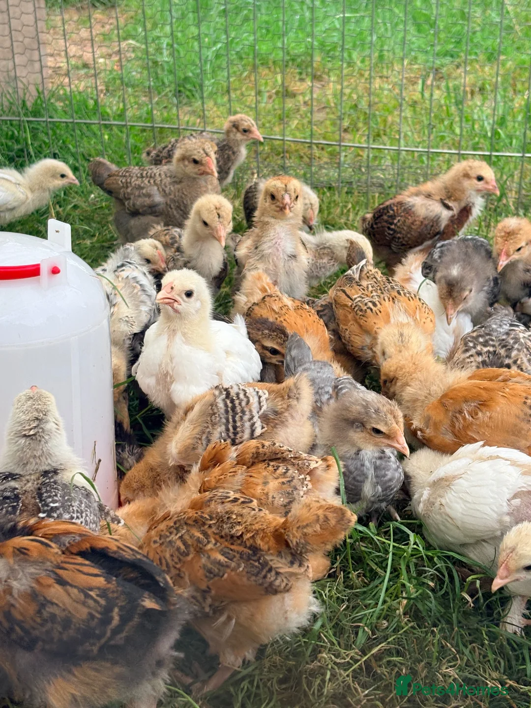 Mixed Breed poultry for sale: Bullets chickens Brahma  - Advert 1
