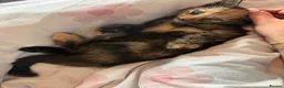 Mixed Breed cats for sale: Female kitten ready for a home - Advert 4