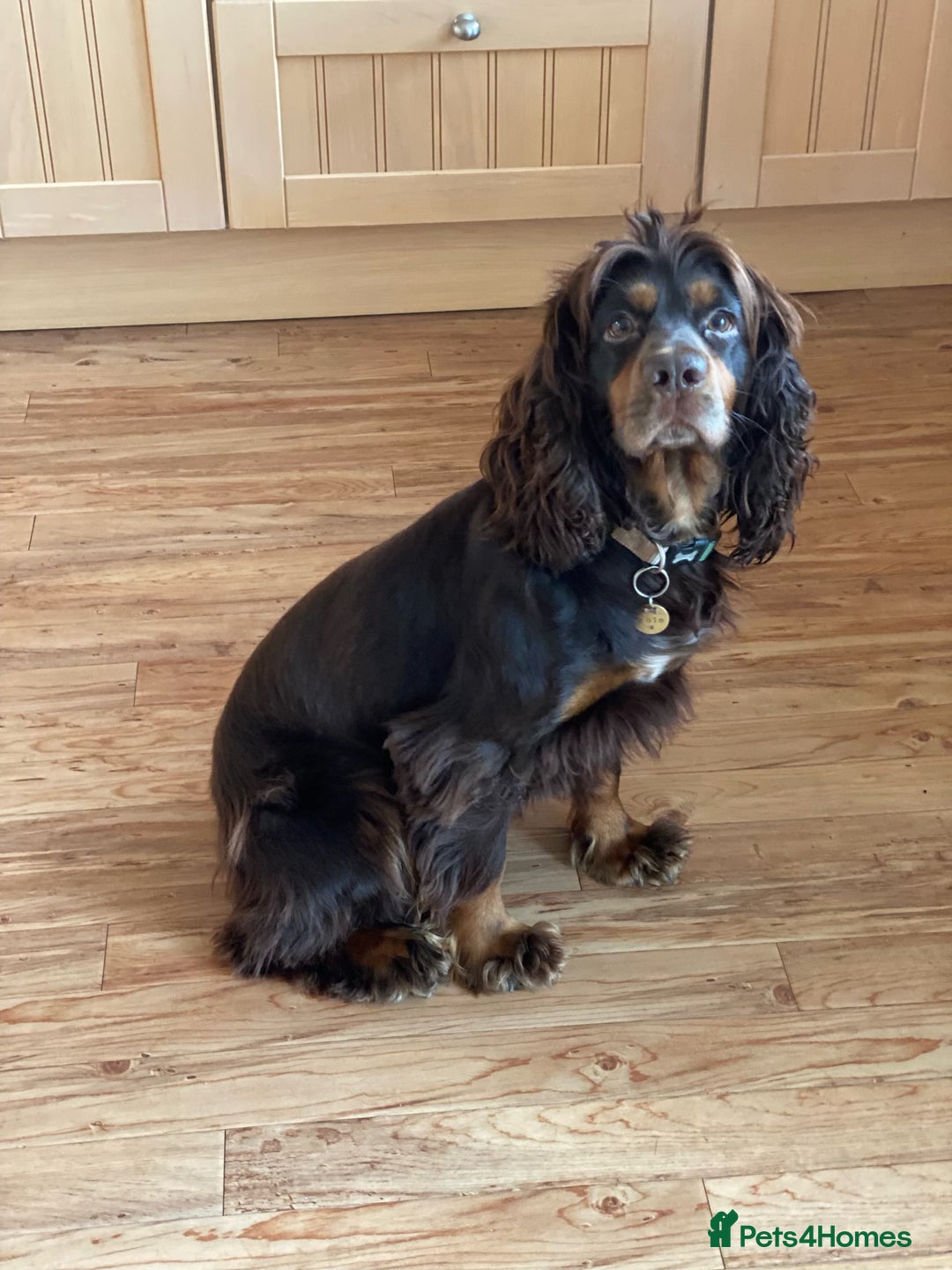 Cocker Spaniel dogs for sale: Tricolour choc and tan cocker spaniels  - Advert 13
