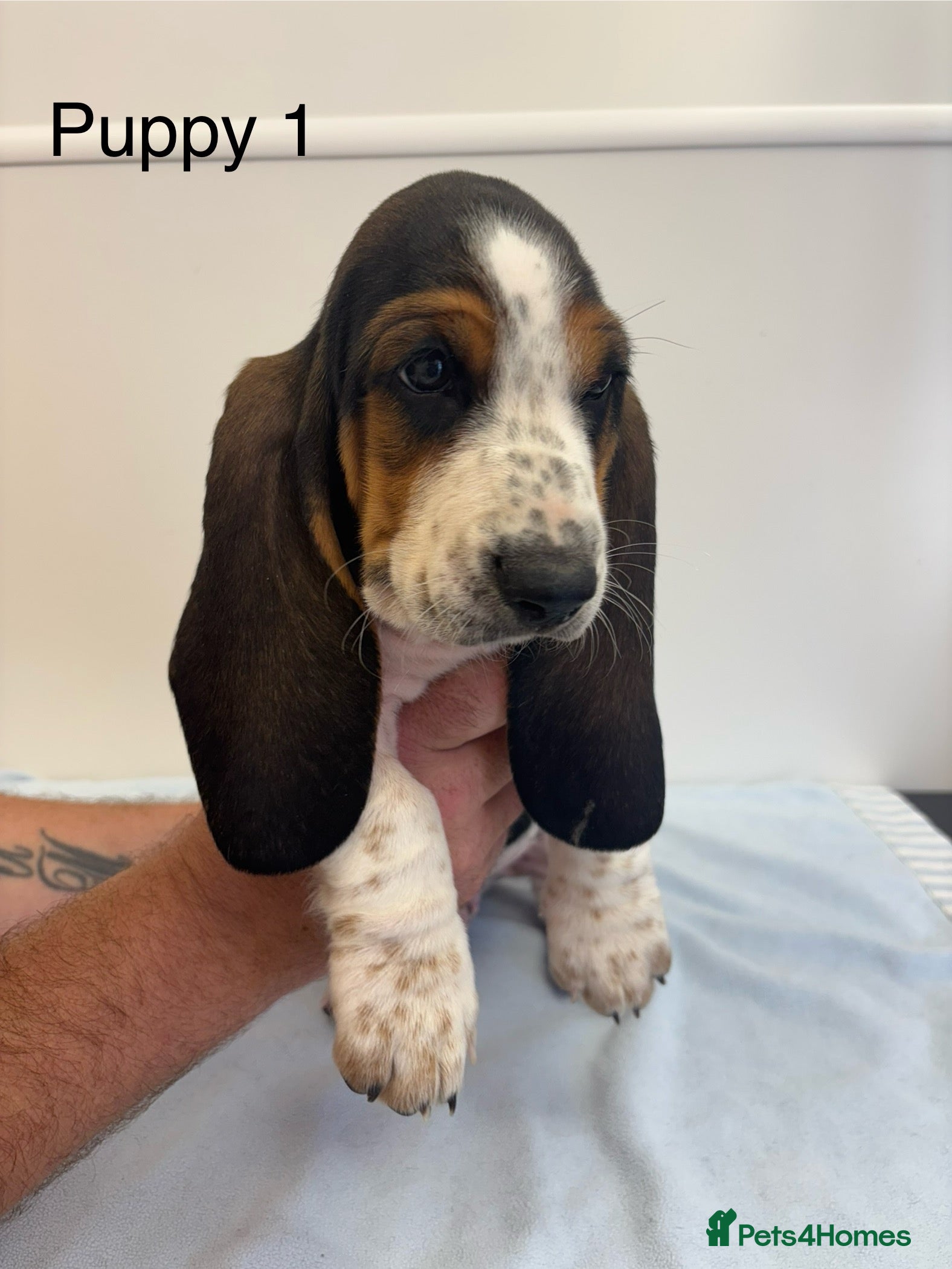 Basset Hound dogs Bassett hound puppiess - Advert 9