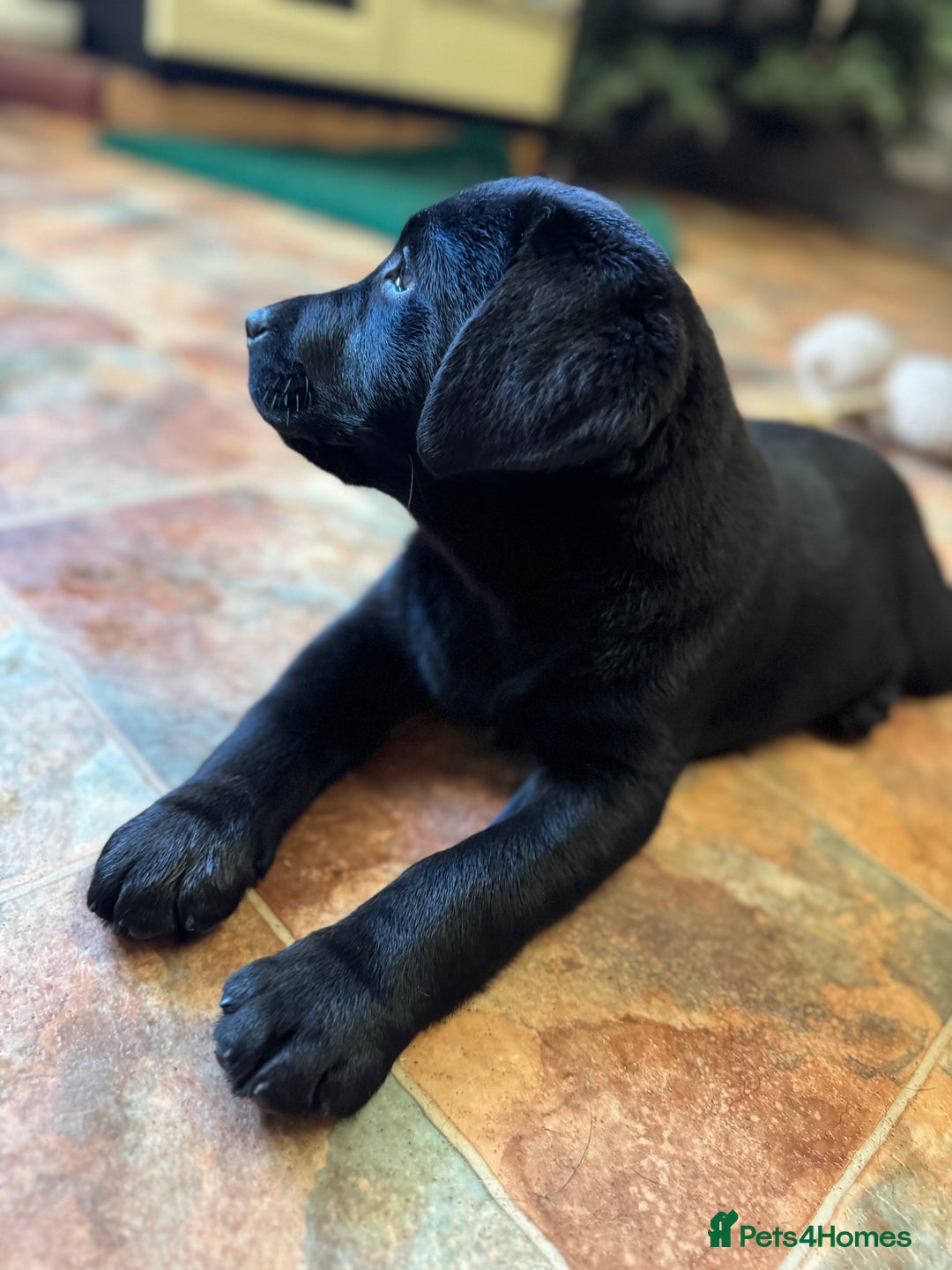 Labrador Retriever dogs for sale: KC *Vet Inspected* Black & Yellow Labrador Pups  - Advert 4