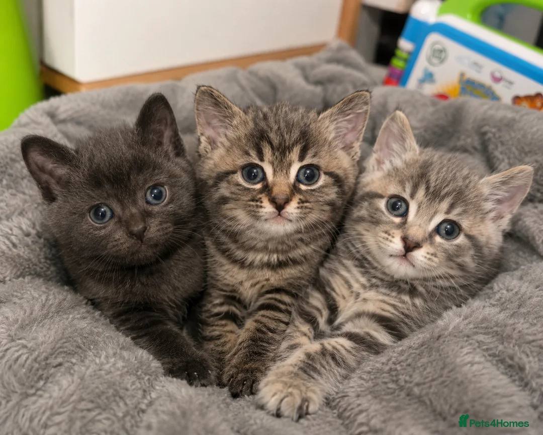 Bengal cats for sale: 3 bengal kittens  - Advert 1