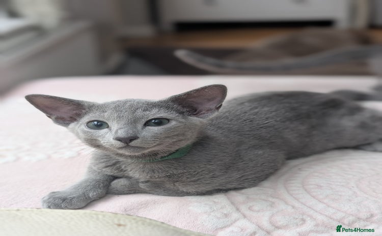 Russian Blue cats - Advert 3