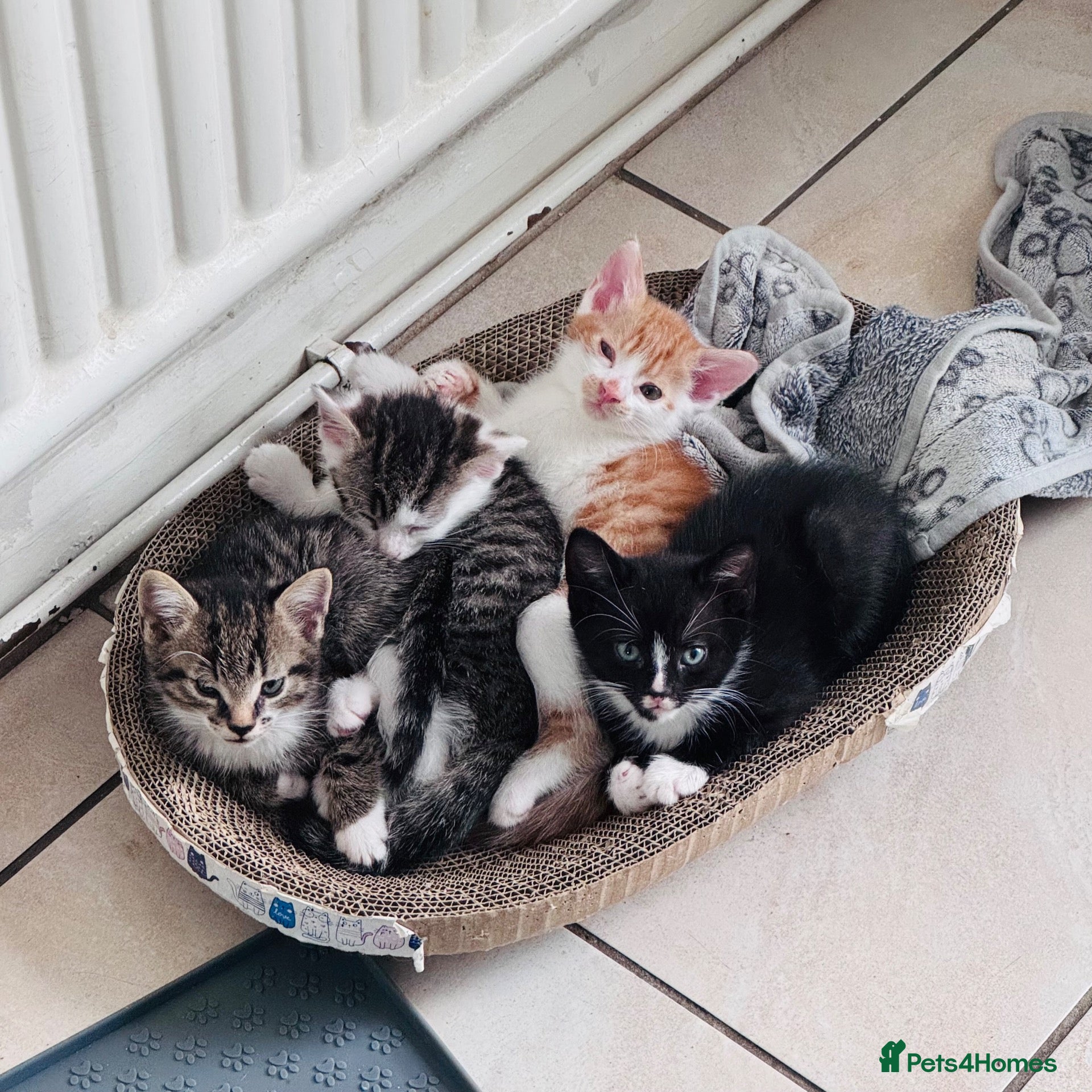 Mixed Breed cats Mixed tabby kittens  - Advert 2