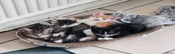 Mixed Breed cats for sale: Mixed tabby kittens  - Advert 1