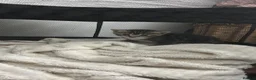 Mixed Breed cats for sale: Tabby kittens  in Northwich - Advert 5