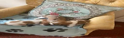 Mixed Breed dogs for sale: 3 lovely cava Jacks for sale  in Ipswich - Advert 6