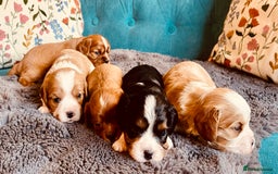 Cavalier King Charles Spaniel dogs for sale: Stunning KC Cavalier King Charles Spaniel Puppies. - Image 6