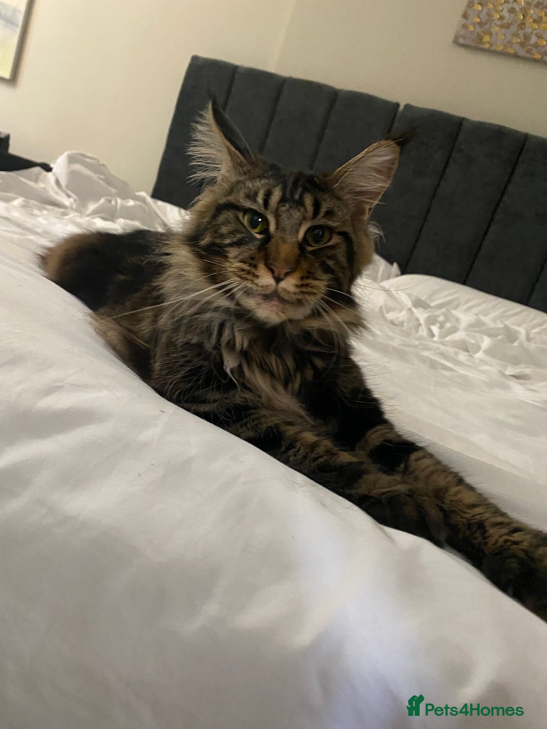 Maine Coon cats for sale: Beautiful male kitten - Image 2