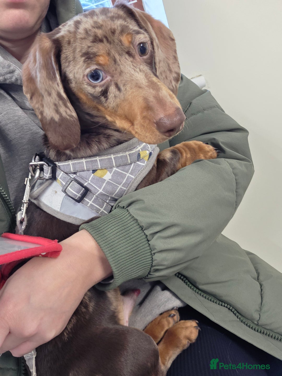 Miniature Dachshund dogs for sale: Miniture dachshund dapple - Advert 5