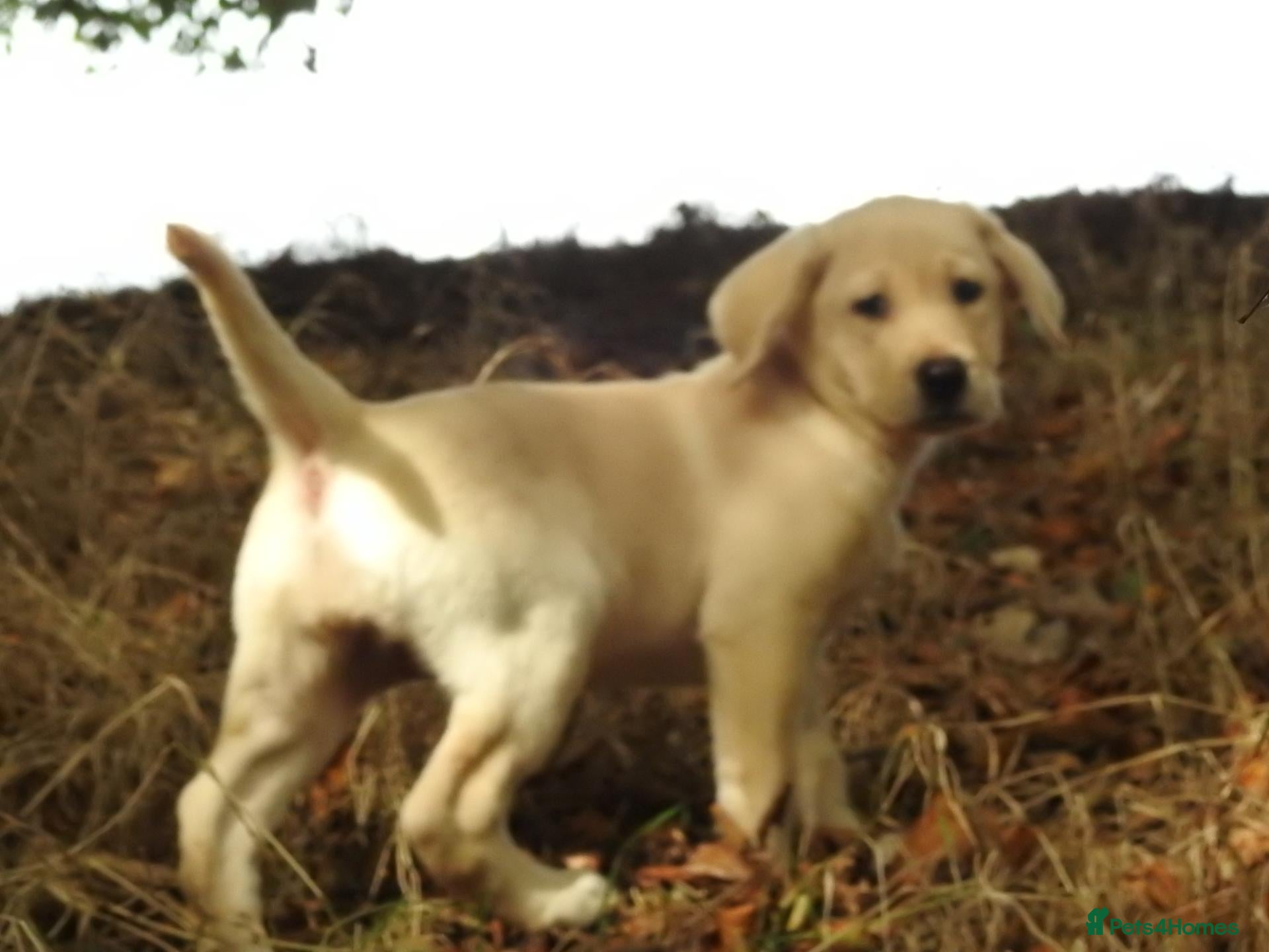 Labrador Retriever dogs  Retriever Ladrador puppies for sale - Advert 5