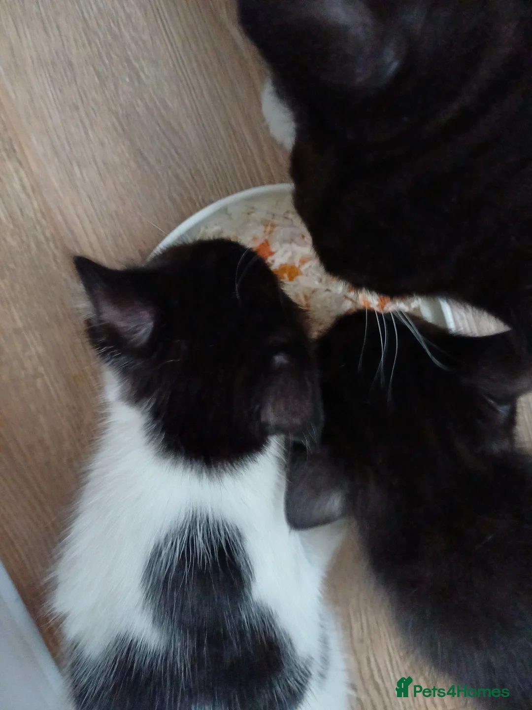 Mixed Breed cats for sale: Lovely kittens  - Advert 12