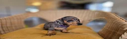 Miniature Dachshund dogs for sale: KC Registered Mini Dachshund Puppies. Rare colors - Advert 18