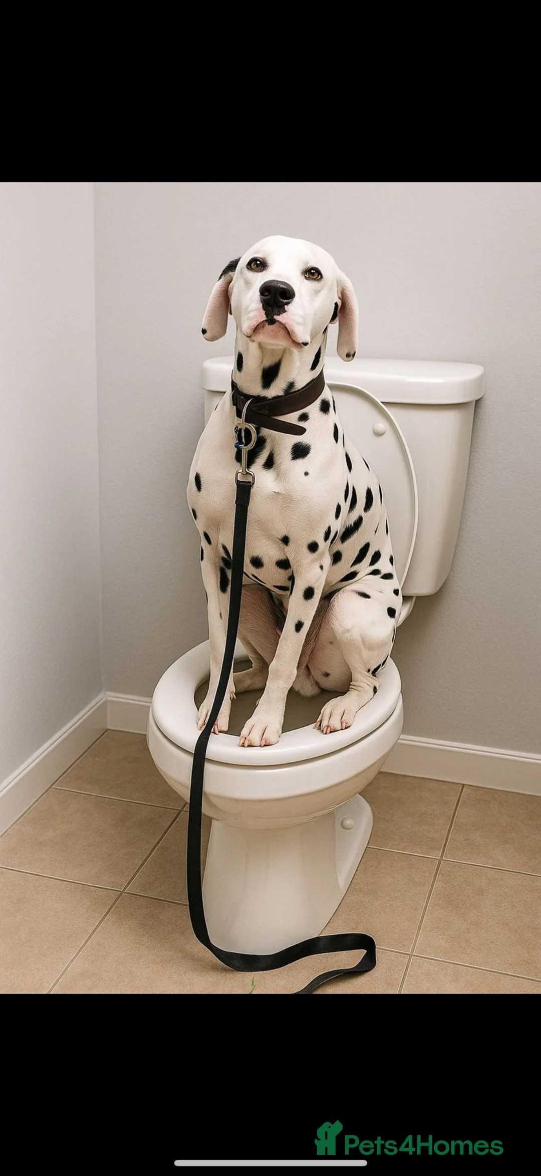 Dalmatian dogs for stud: Dalmation stud - Advert 3