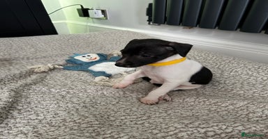 Italian Greyhound dogs - Advert 1