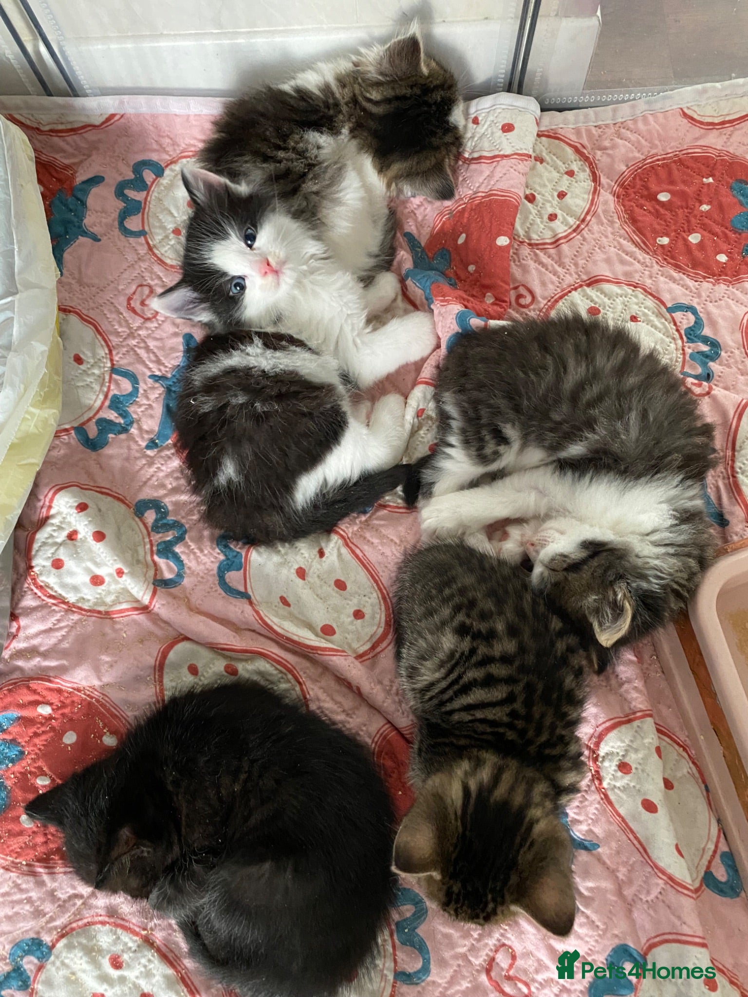 Mixed Breed cats Beautiful kittens looking for homes  - Advert 15