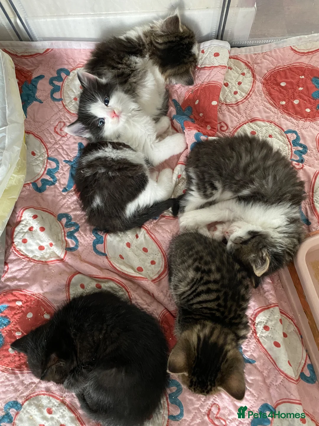 Mixed Breed cats for sale: Beautiful kittens looking for homes  - Advert 1