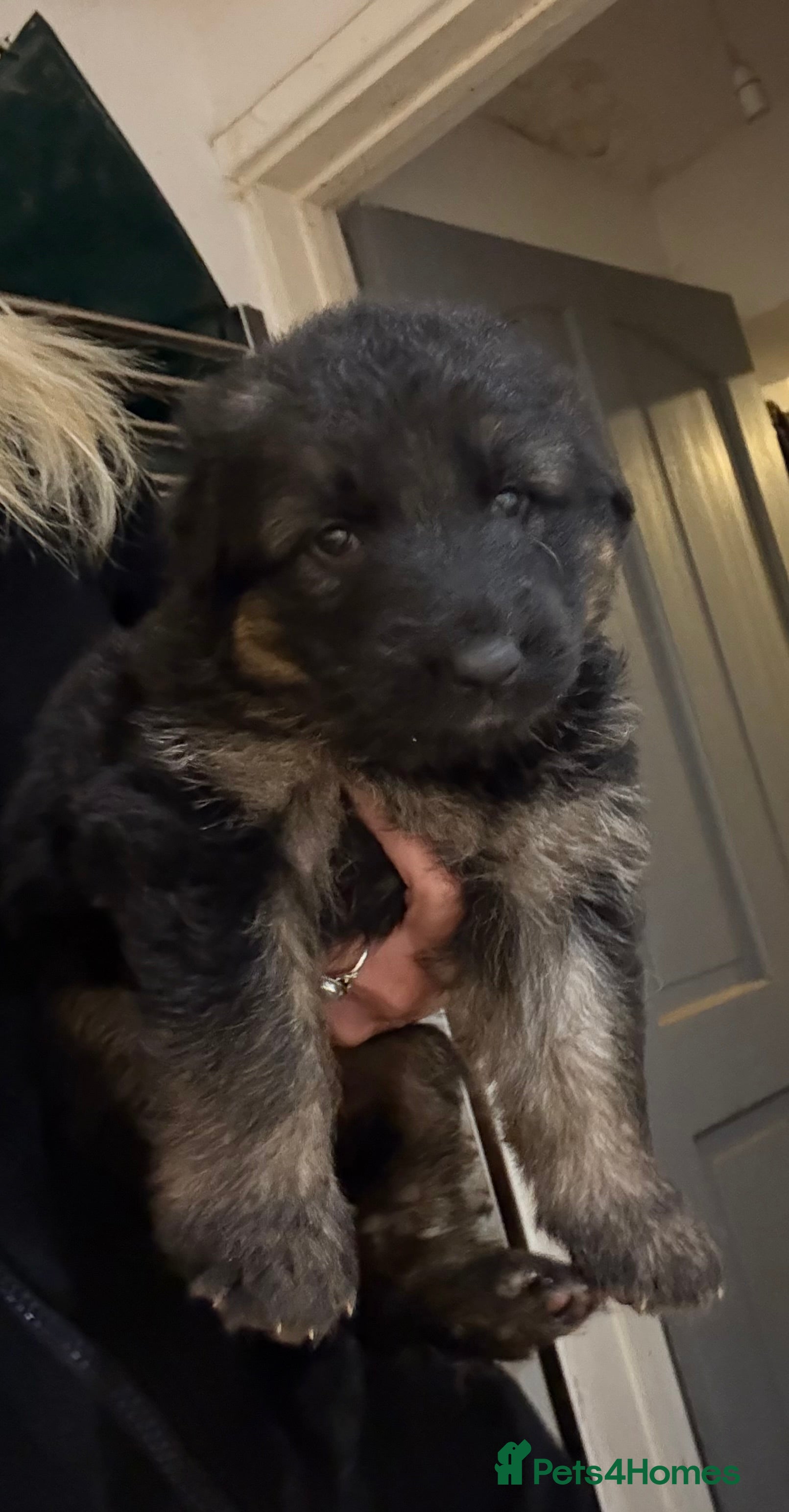 German Shepherd dogs KC GSD long coat.  Fantastic bloodlines.  - Advert 13