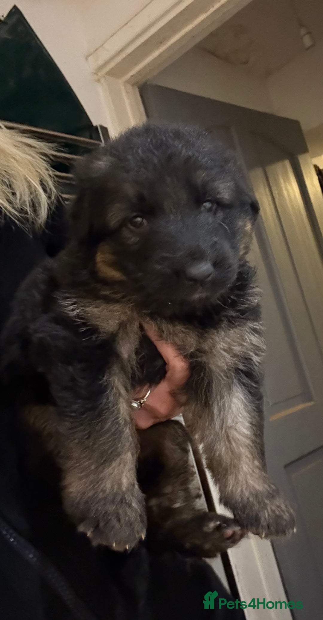 German Shepherd dogs for sale: KC GSD long coat.  Fantastic bloodlines.  - Advert 1