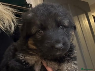 German Shepherd dogs KC GSD long coat pups - Advert 16