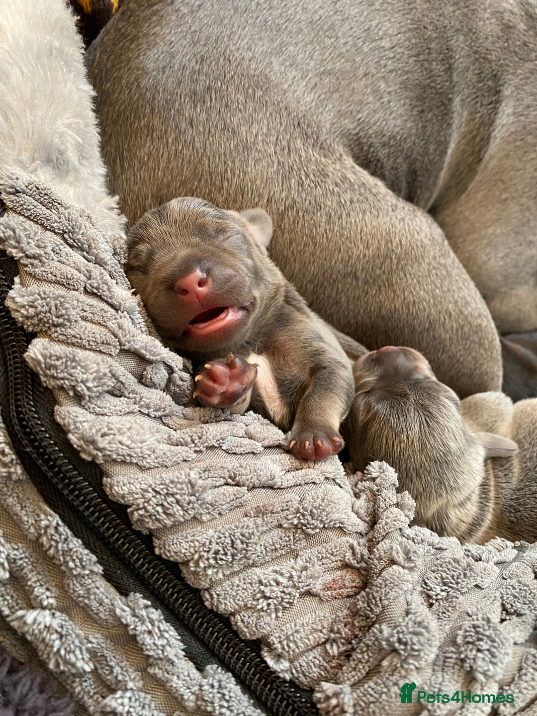 Mixed Breed dogs for sale: French bulldog x chiweenie puppies  - Advert 11