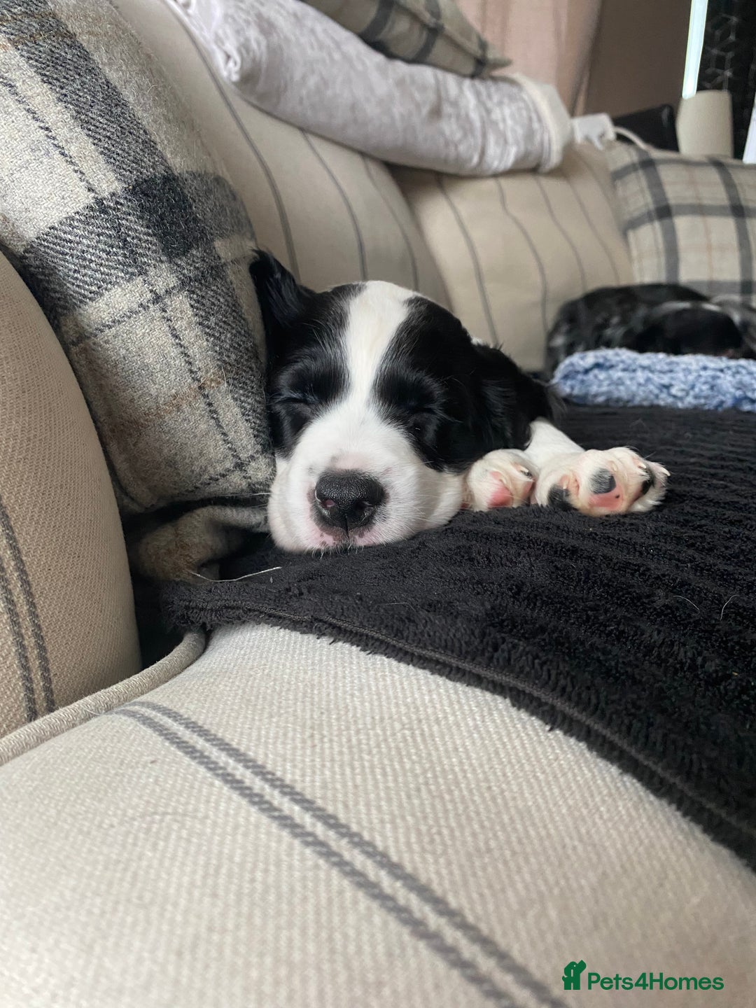 Sprocker dogs for sale: Sprocker spaniel  - Advert 4