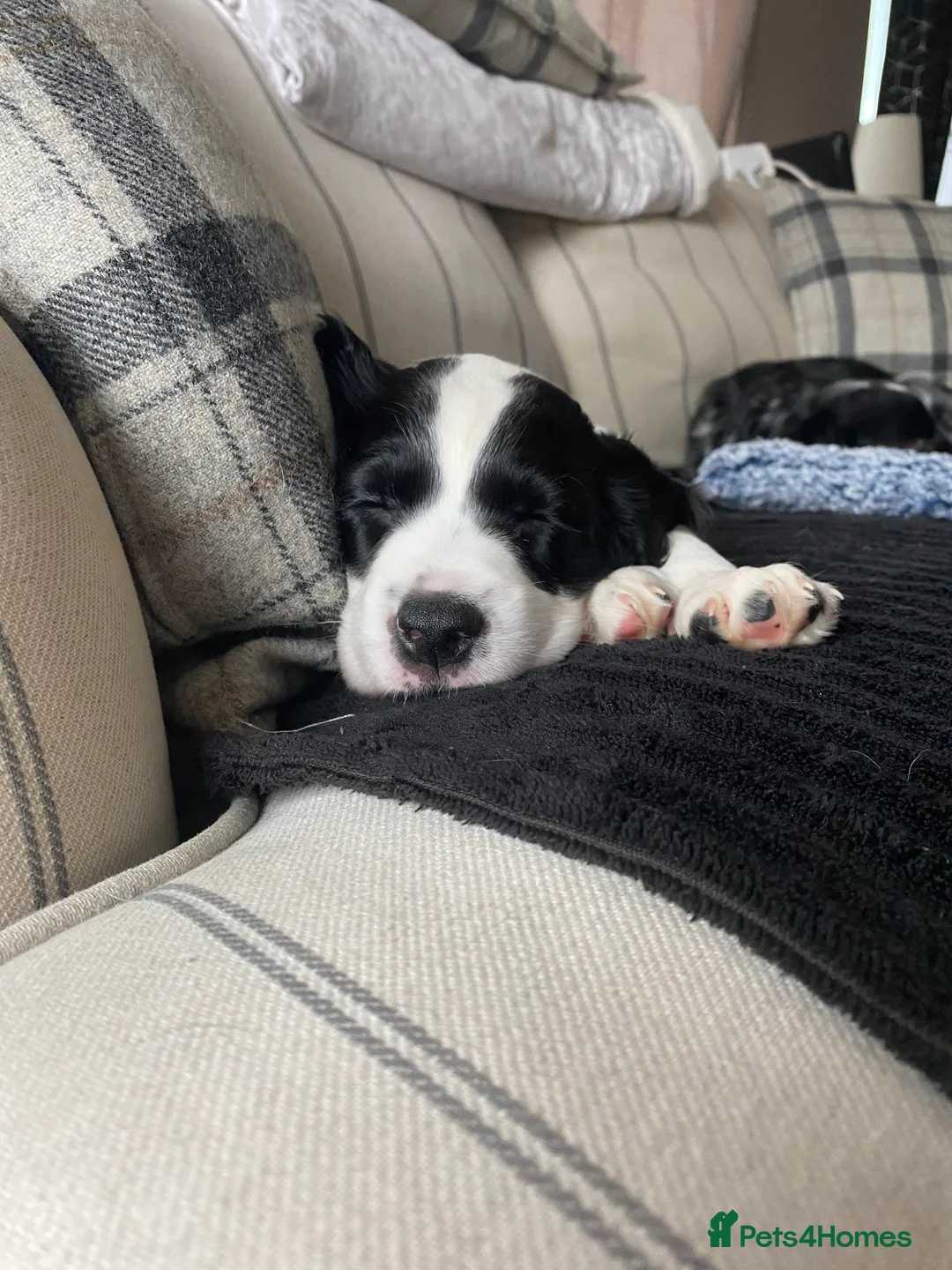 Sprocker dogs for sale: Sprocker spaniel  - Advert 4