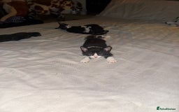 American Shorthair cats for sale: kittens - £30 not £50 but won’t let me enter less! - Image 6
