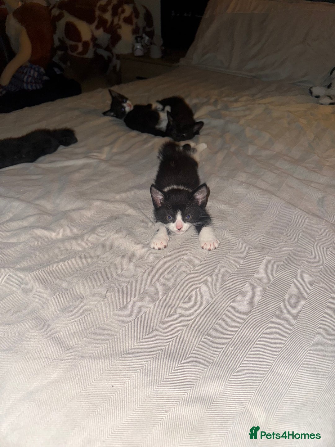 American Shorthair cats for sale: kittens - £30 not £50 but won’t let me enter less! - Image 6
