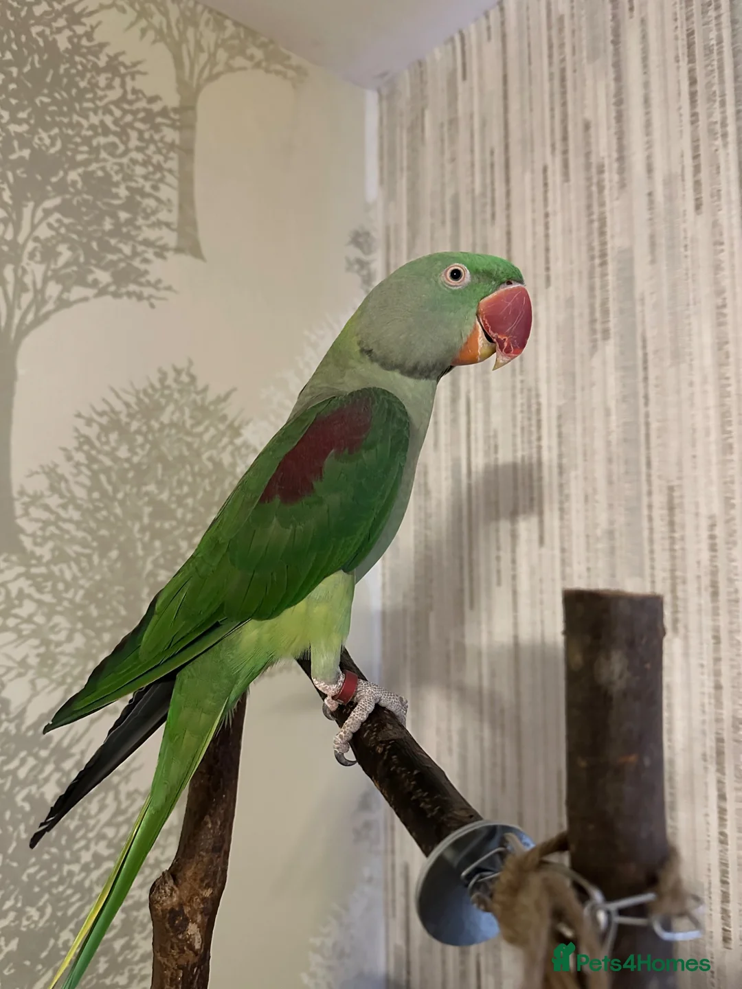Ringnecks birds for sale: Alexandrine Ringneck - Advert 1