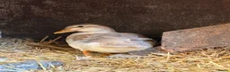 Ducks poultry for sale: Call duck females for sale  - Advert 2