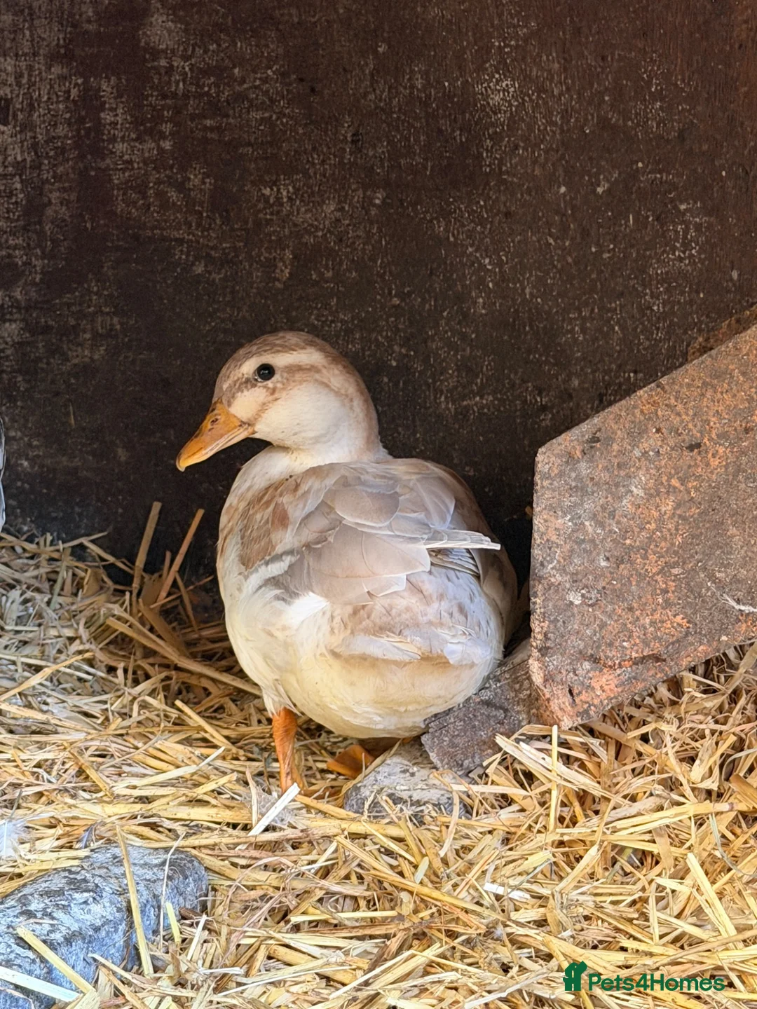 Ducks poultry for sale: Call duck females for sale  - Advert 2