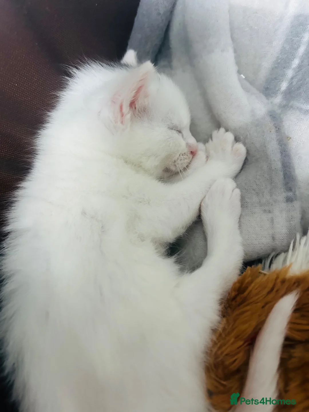 Turkish Van cats for sale: Beautiful Turkish van kittens for sale.  - Advert 40