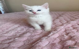 Ragdoll cats for sale: Ragdoll Cross Maine Coon Kitten - Image 7