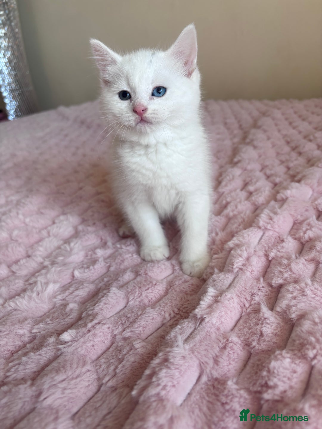 Ragdoll cats for sale: Ragdoll Cross Maine Coon Kitten - Image 7
