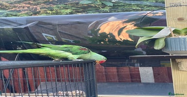Parakeets birds - Advert 16