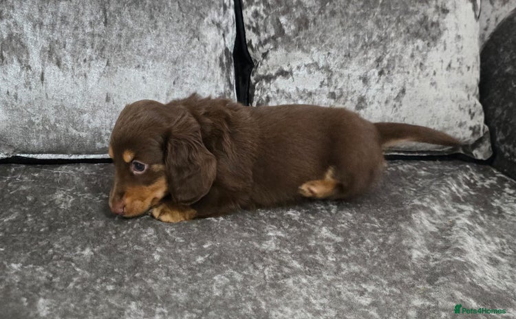 Dachshund dogs - Advert 1
